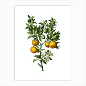 Vintage Bitter Orange Botanical Illustration on Pure White n.0812 Art Print
