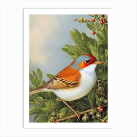 European Robin 2 Haeckel Style Vintage Illustration Bird Art Print