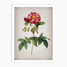 Vintage Provins Rose Botanical on Parchment n.0327 Art Print