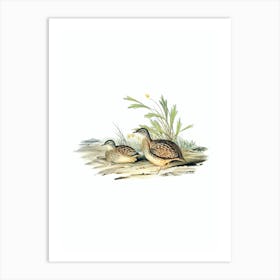 Vintage Varied Hemipode Buttonquail Bird Illustration on Pure White n.0435 Art Print