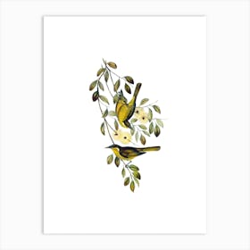 Vintage Varied Honeyeater Bird Illustration on Pure White n.0457 Art Print