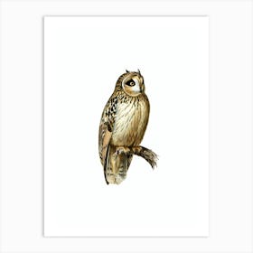 Vintage Short Eared Owl Bird Illustration on Pure White Art Print