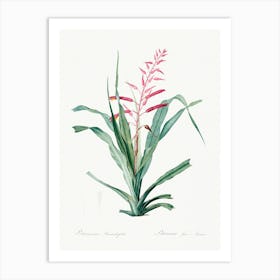 Pitcairnia Bromeliaefolia, Pierre Joseph Redoute Art Print