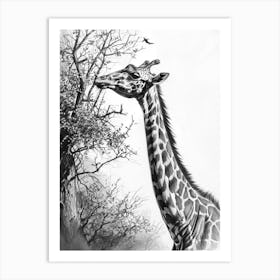Giraffe With Head In The Branches Pencil Drawing 7 Art Print