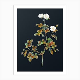 Vintage White Sweetbriar Rose Botanical Watercolor Illustration on Dark Teal Blue n.0154 Art Print