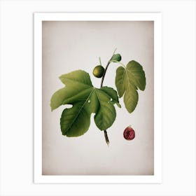 Vintage Briansole Figs Botanical on Parchment n.0375 Art Print