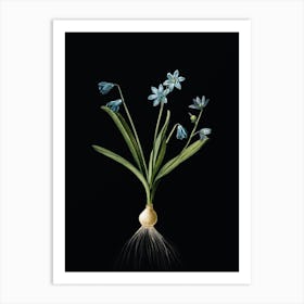 Vintage Scilla Amoena Botanical Illustration on Solid Black Art Print