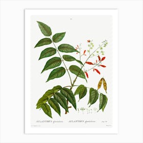 Tree Of Heaven, Pierre Joseph Redoute Art Print