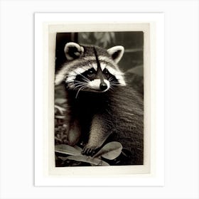 Chiriqui Raccoon Vintage Photography 2 Art Print