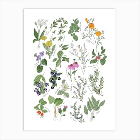 Medicinal Herbs Art Print