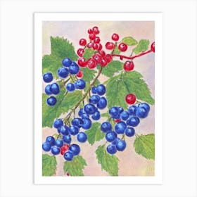 Redcurrant 1 Vintage Sketch Fruit Art Print