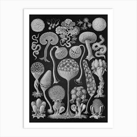 Vintage Haeckel 14 Tafel 93 Pilztiere Art Print