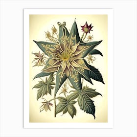 Star Flower Wildflower Vintage Botanical 1 Art Print