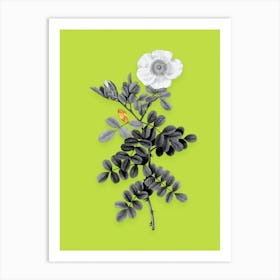 Vintage Macartney Rose Black and White Gold Leaf Floral Art on Chartreuse n.0854 Art Print