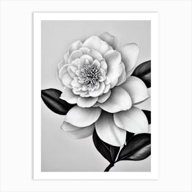 Camellia B&W Pencil 2 Flower Art Print