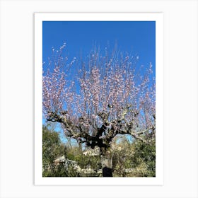 cherry Tree In Bloom Art Print