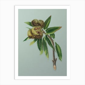 Vintage Spanish Chestnut Botanical Art on Mint Green n.0650 Art Print