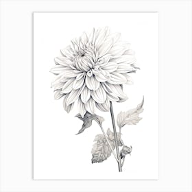 Dahlias Flower Vintage Botanical 2 Art Print