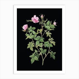 Vintage Pink Flowering Rosebush Botanical Illustration on Solid Black n.0009 Art Print