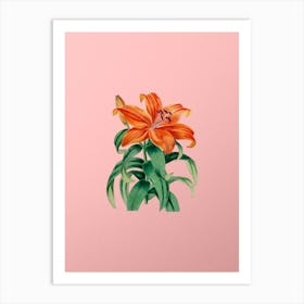Vintage Thunberg's Orange Lily Botanical on Soft Pink n.0464 Art Print