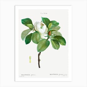 Magnolia Flower Bloom Art Print