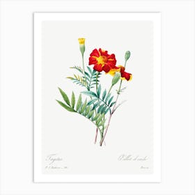 Mexican Flower, Pierre Joseph Redoute Art Print