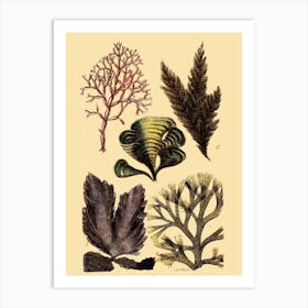 Seaweeds 1 Art Print