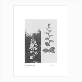 Snapdragon Botanical Collage 1 Art Print