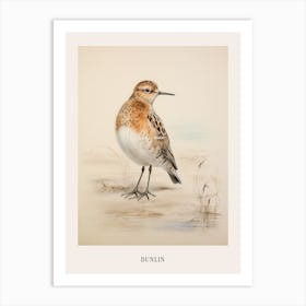 Vintage Bird Drawing Dunlin 3 Poster Art Print