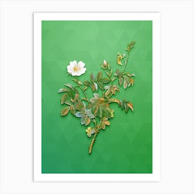 Vintage White Downy Rose Botanical Art on Classic Green n.0612 Art Print