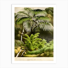 Ferns And Waterfall Art Print