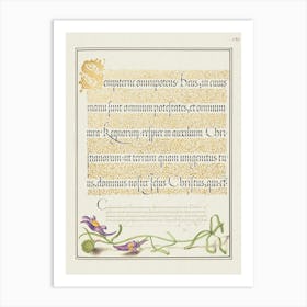 Toadflax From Mira Calligraphiae Monumenta, Joris Hoefnagel Art Print