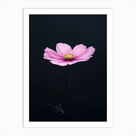 Pink Cosmos Flower 6 Art Print