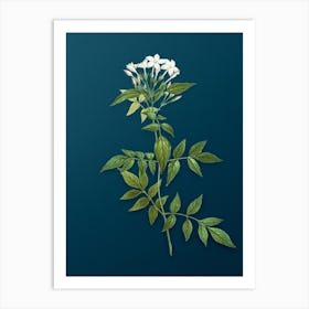 Vintage Jasmin Officinale Flower Botanical Art on Teal Blue n.0209 Art Print