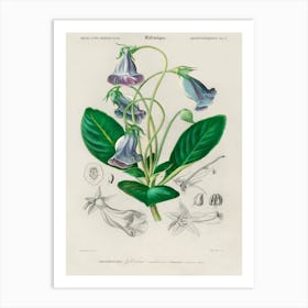 Brazilian Gloxinia Or Florist S Gloxinia (Gloxinia Caulescente), Charles Dessalines D'Orbigny Art Print
