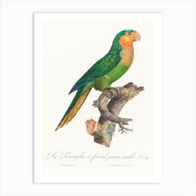 The Yellow Headed Amazon, Male From Natural History Of Parrots, Francois Levaillant Art Print