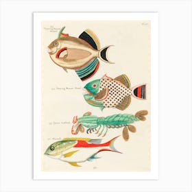 Colourful And Surreal Illustrations Of Fishes And Lobster Found In Moluccas (Indonesia) And The East Indies, Louis Renard(17) Art Print