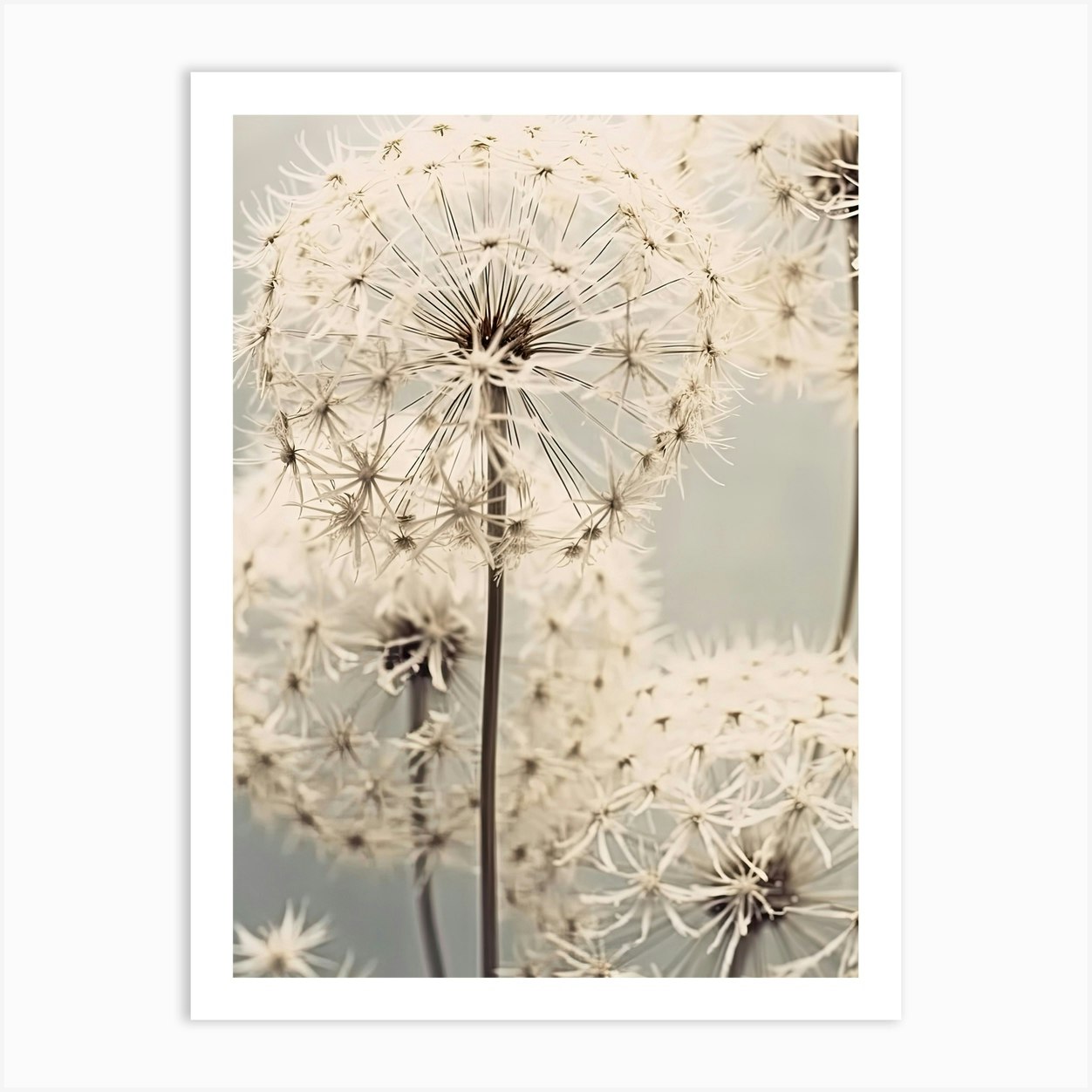 Dandelions 4 Art Print by Flora Expressions - Fy