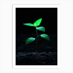 Green Plant In The Dark 6 Art Print