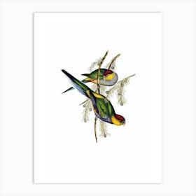 Vintage Red Capped Parakeet Bird Illustration on Pure White Art Print