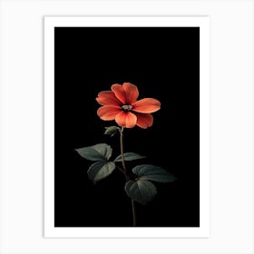 Black Flower 5 Art Print