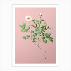 Vintage Rosebush Botanical on Soft Pink n.0087 Art Print