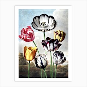 Tulips 1 Art Print