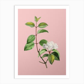 Vintage Black Haw Botanical on Soft Pink n.0033 Art Print