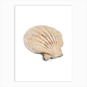 Colored seashells. Seashells. Summer. 9 Art Print