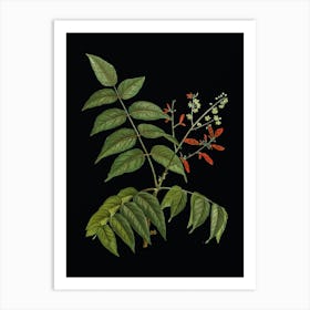 Vintage Tree of Heaven Botanical Illustration on Solid Black n.0821 Art Print