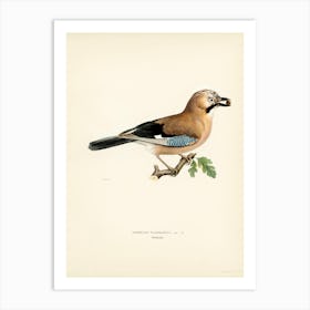 Eurasian Jay (Garrulus Glandarius), The Von Wright Brothers Art Print