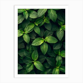 Green Leaves On A Wall 1 Art Print