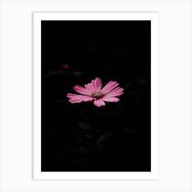 Pink Flower In The Dark 1 Art Print