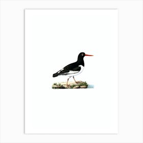 Vintage Eurasian Oystercatcher Bird Illustration on Pure White n.0221 Art Print